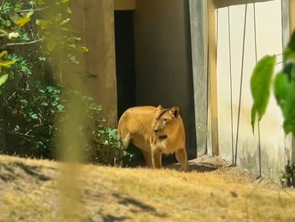  Após morte de jovem, Leona se recupera e é devolvida para recinto na Bica, em João Pessoa